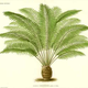 Image for article titled 12 of the most astounding 'living fossils' known to science